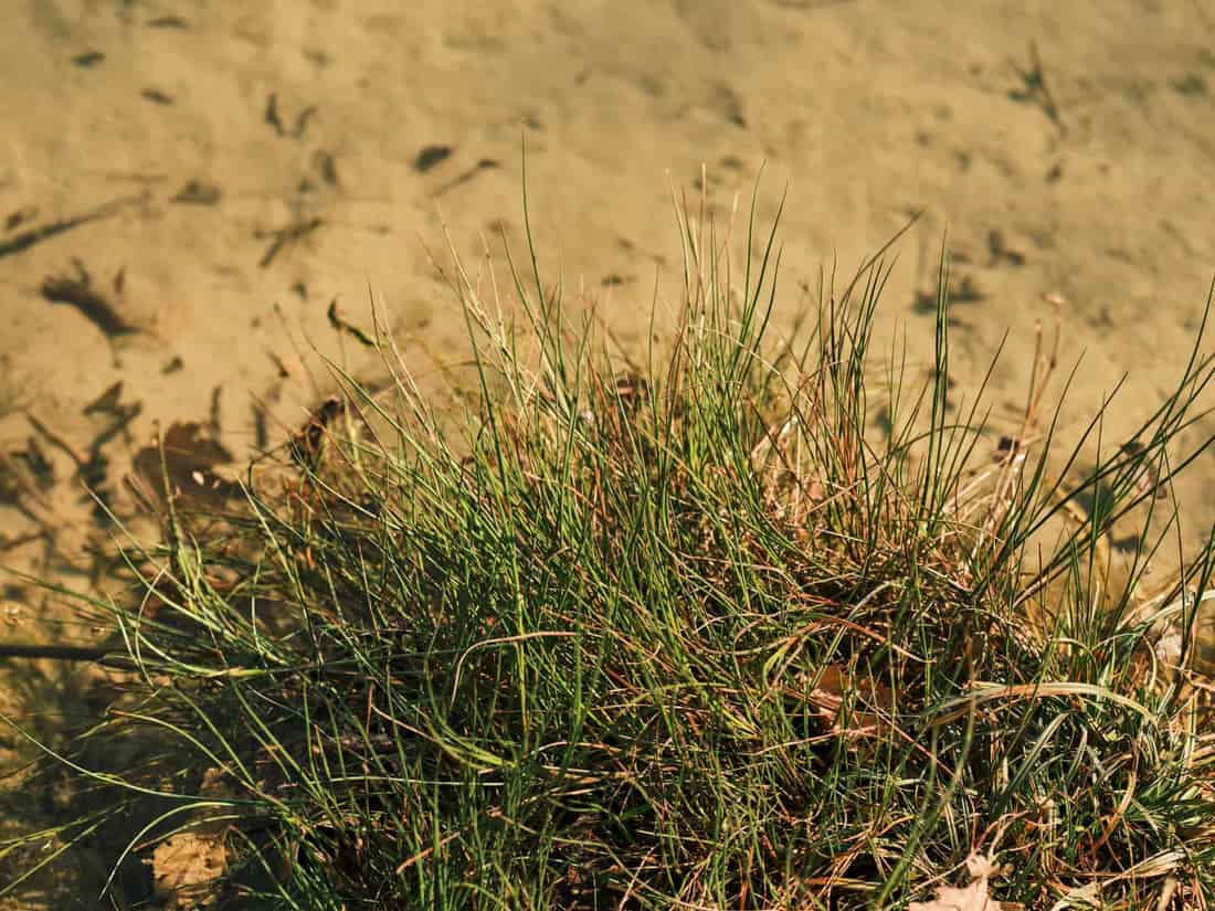 Serene view of grass growing at the edge of a calm, shallow water body under bright sunlight